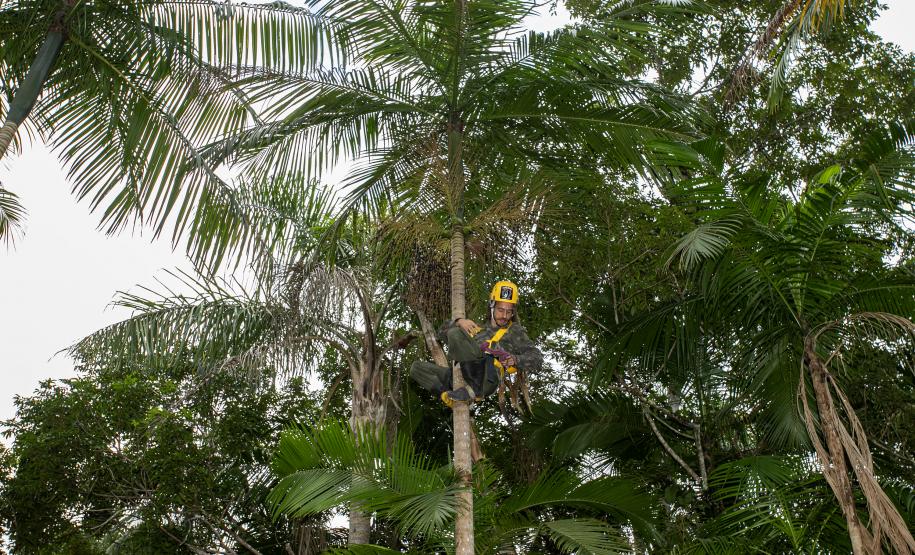 Portos do Paraná oferece oficina gratuita para coleta e despolpa de açaí juçara