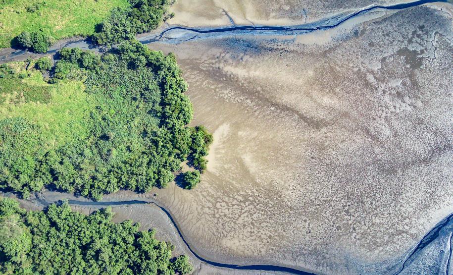 Mutirão de limpeza de manguezais da Portos do Paraná recolhe mais de 600 quilos de resíduos
