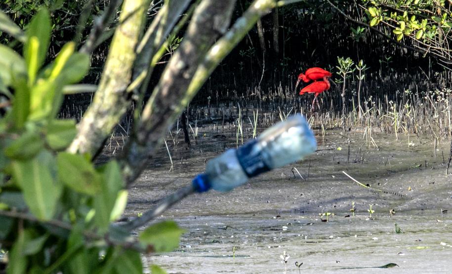 Mutirão de limpeza de manguezais da Portos do Paraná recolhe mais de 600 quilos de resíduos