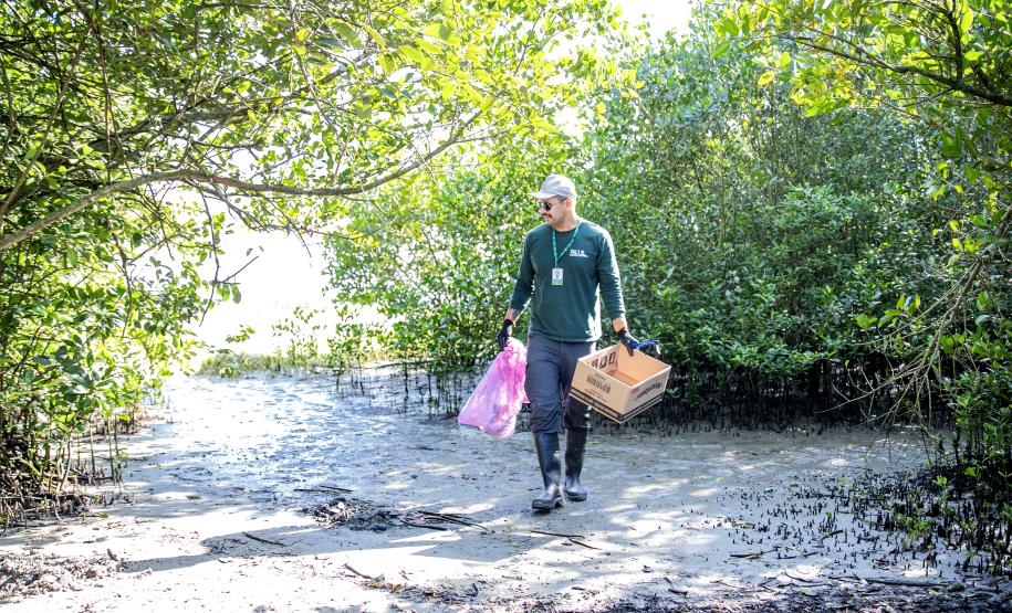 Mutirão de limpeza de manguezais da Portos do Paraná recolhe mais de 600 quilos de resíduos