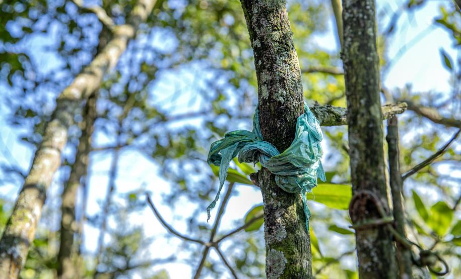 Mutirão de limpeza de manguezais da Portos do Paraná recolhe mais de 600 quilos de resíduos