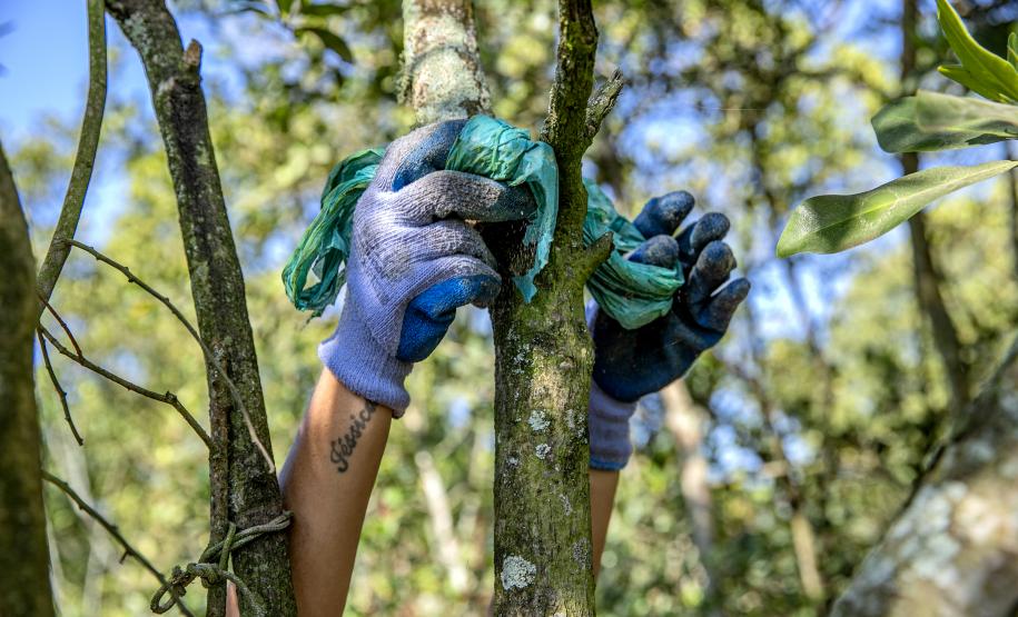 Mutirão de limpeza de manguezais da Portos do Paraná recolhe mais de 600 quilos de resíduos