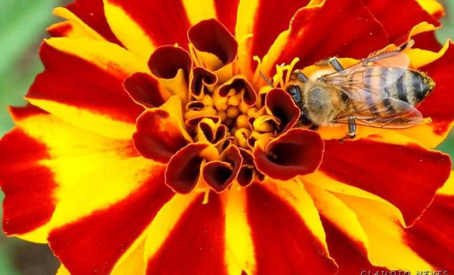 Exportação de mel cresce 376% nos portos paranaenses nos sete primeiros meses de 2024