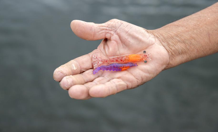 Portos do Paraná encerra outubro com atividades socioambientais no litoral do Estado