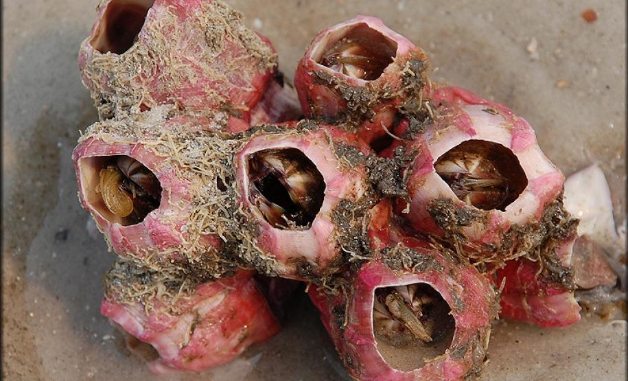 Megabalanus coccopoma