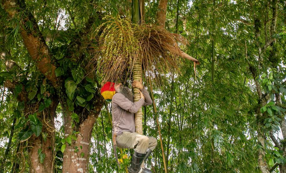 2ª Oficina da Portos do Paraná sobre coleta e despolpa do açaí juçara é realizada no litoral