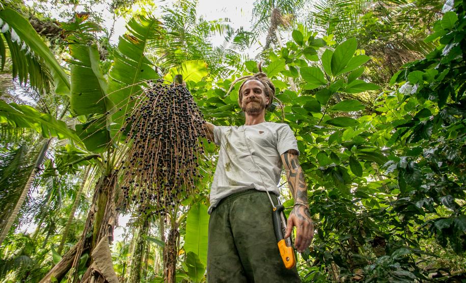 #praquemnaopodever homem de camisa branca e calça verde segura cacho com frutas de açaí juçara. A imagem mostra de baixo para cima e as arvores atras saltam aos olhos com seus galhos e folhas e verdes.