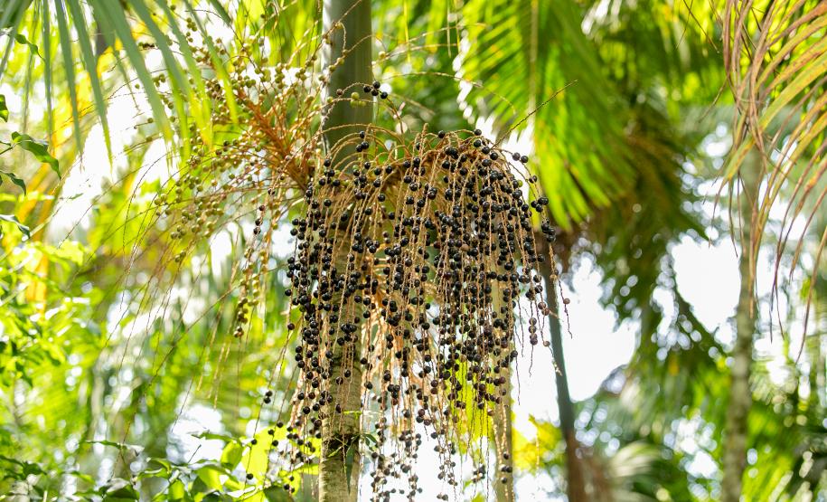 2ª Oficina da Portos do Paraná sobre coleta e despolpa do açaí juçara é realizada no litoral
