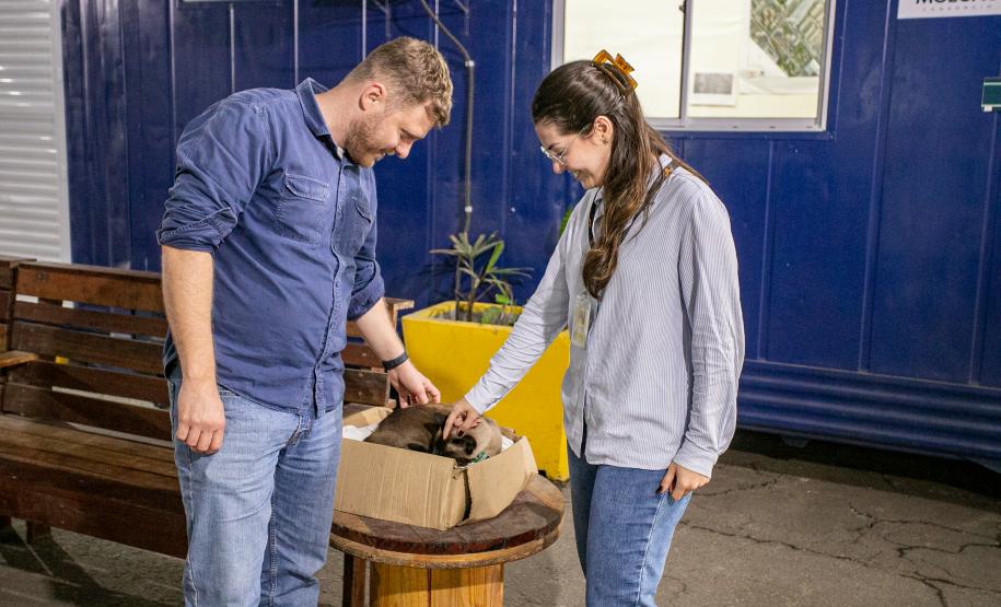 Gato Marcelo é o “funcionário pet” do Moegão, a maior obra portuária do Brasil