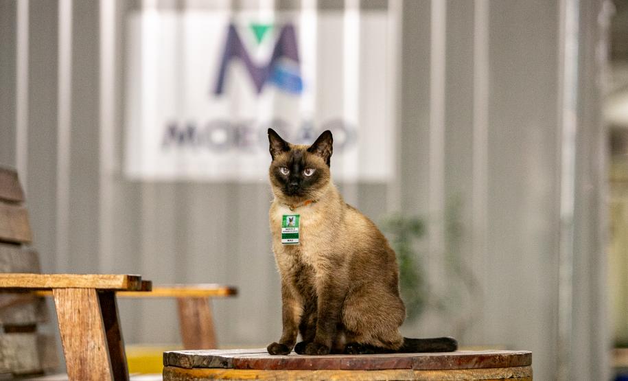 Gato Marcelo é o “funcionário pet” do Moegão, a maior obra portuária do Brasil