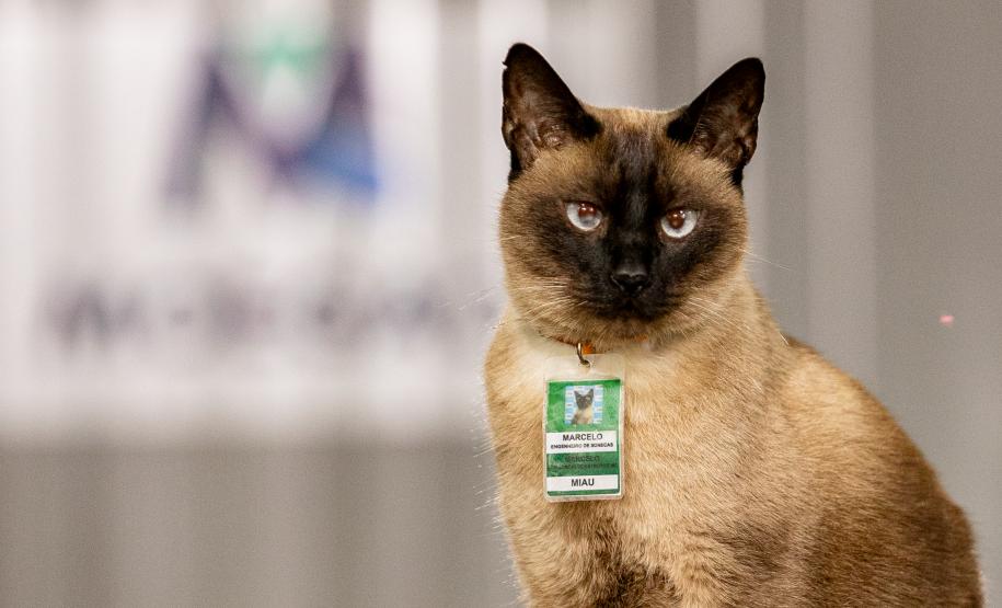 #ParaQuemNaoPode Ver A imagem mostra um gato siamês com pelagem clara e rosto escuro, usando um crachá verde pendurado no pescoço. O fundo da foto é desfocado, destacando o animal. O crachá parece ser de identificação.