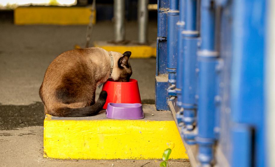 Gato Marcelo é o “funcionário pet” do Moegão, a maior obra portuária do Brasil