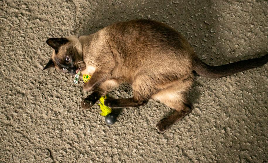 Gato Marcelo é o “funcionário pet” do Moegão, a maior obra portuária do Brasil