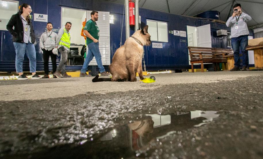 Gato Marcelo é o “funcionário pet” do Moegão, a maior obra portuária do Brasil