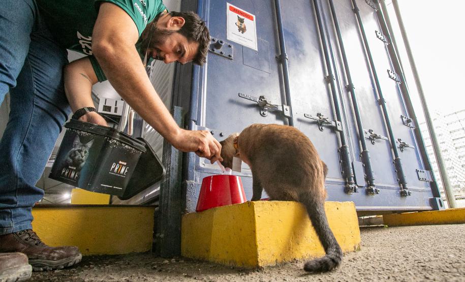 Gato Marcelo é o “funcionário pet” do Moegão, a maior obra portuária do Brasil