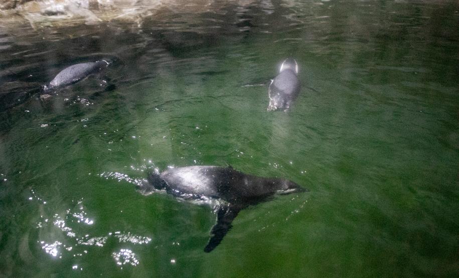 Portos do Paraná investe em manutenção e reforma do Aquário de Paranaguá