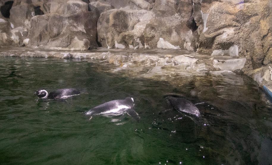 Portos do Paraná investe em manutenção e reforma do Aquário de Paranaguá