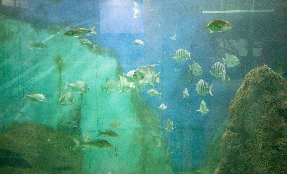 Portos do Paraná investe em manutenção e reforma do Aquário de Paranaguá