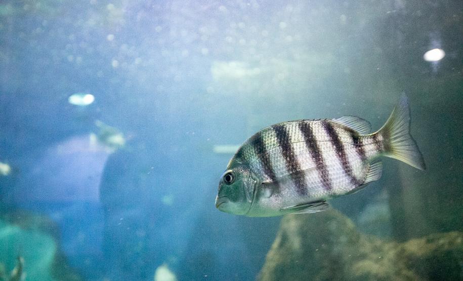 Portos do Paraná investe em manutenção e reforma do Aquário de Paranaguá