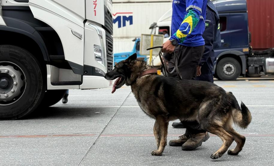 Simulado de combate ao tráfico de drogas no Porto de Paranaguá utiliza cães farejadores