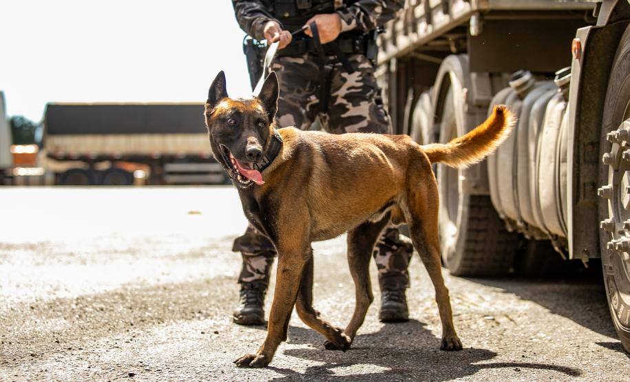 Cães farejadores apoiam Operação Faro no Pátio de Triagem da Portos do Paraná