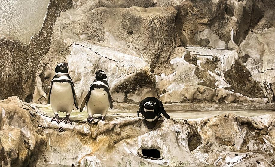 Reforma patrocinada pela Portos do Paraná melhora visitação no Aquário de Paranaguá