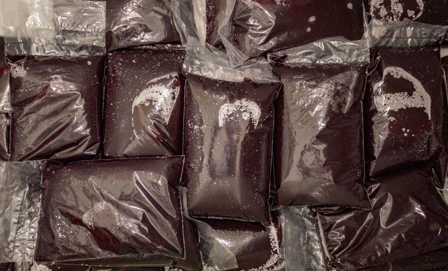 Oficina da Portos do Paraná ensina comunidade litorânea sobre coleta e despolpa do açaí juçara