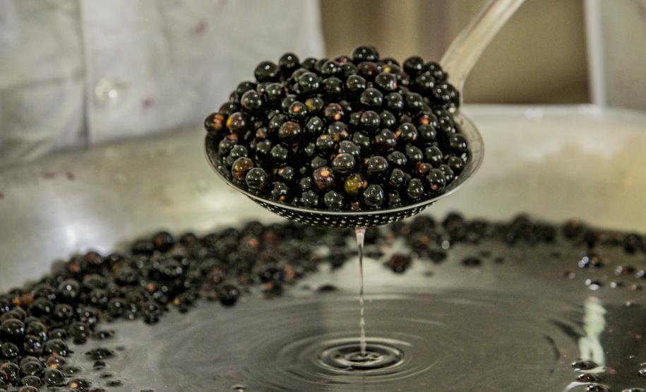 Oficina da Portos do Paraná ensina comunidade litorânea sobre coleta e despolpa do açaí juçara