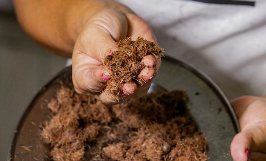 Oficina da Portos do Paraná ensina comunidade litorânea sobre coleta e despolpa do açaí juçara