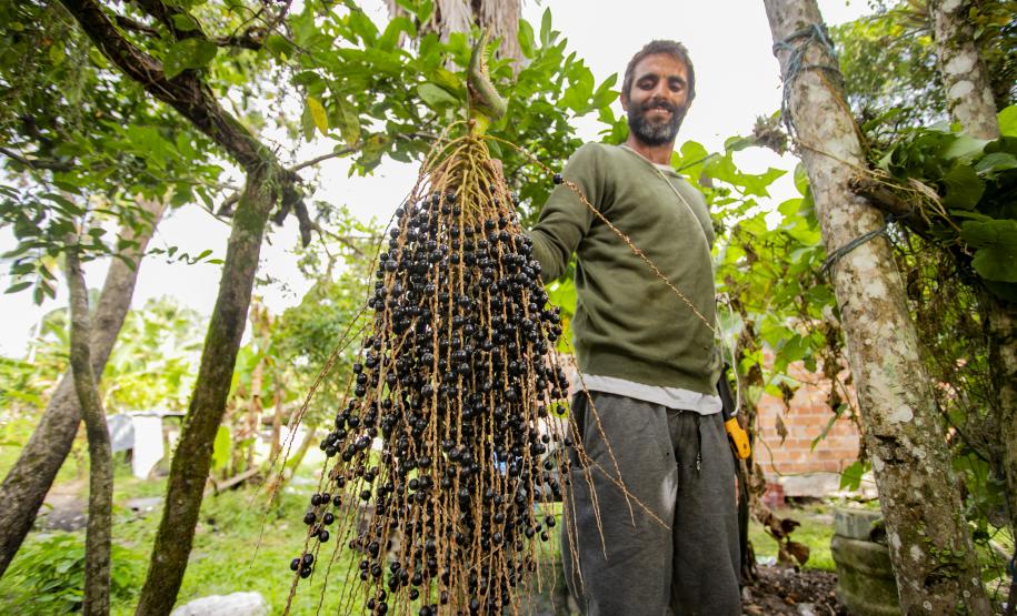 Oficina da Portos do Paraná ensina comunidade litorânea sobre coleta e despolpa do açaí juçara