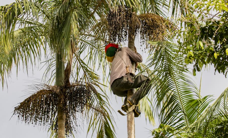 Oficina da Portos do Paraná ensina comunidade litorânea sobre coleta e despolpa do açaí juçara