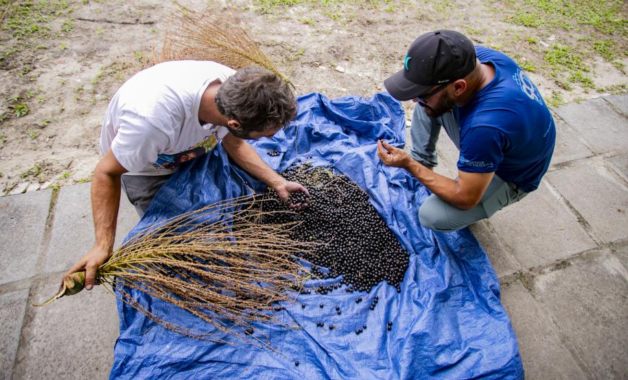 Oficina da Portos do Paraná ensina comunidade litorânea sobre coleta e despolpa do açaí juçara