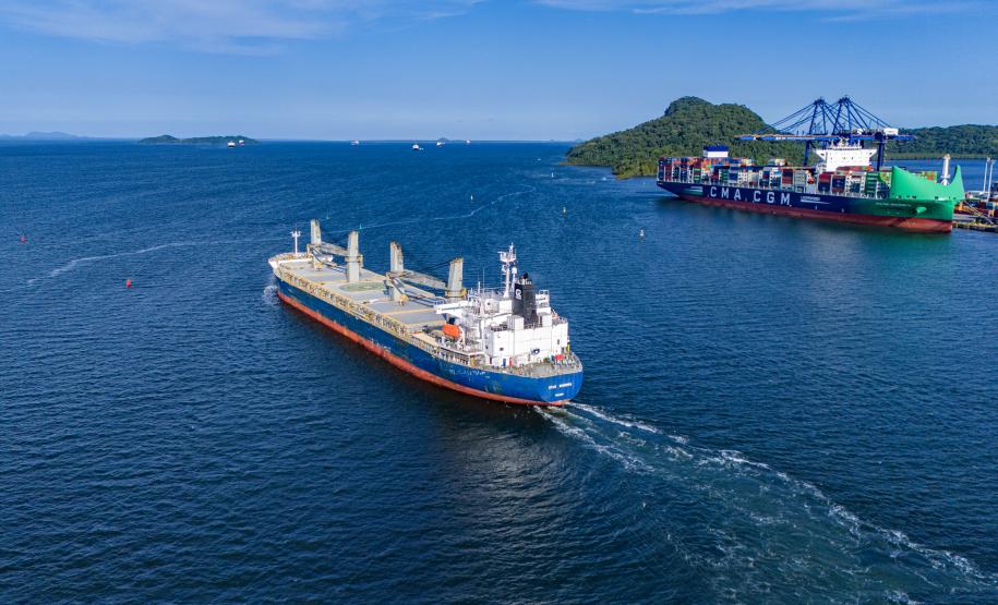 Entre navios e manguezais, biodiversidade de peixes se destaca na Baía de Paranaguá