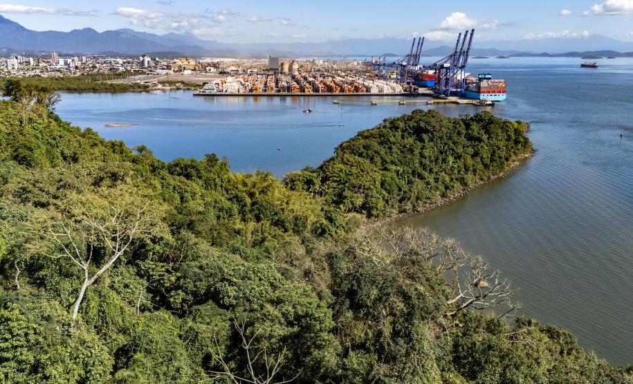 Entre navios e manguezais, biodiversidade de peixes se destaca na Baía de Paranaguá