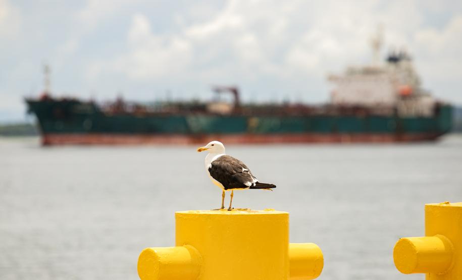 Entre navios e manguezais, biodiversidade de peixes se destaca na Baía de Paranaguá