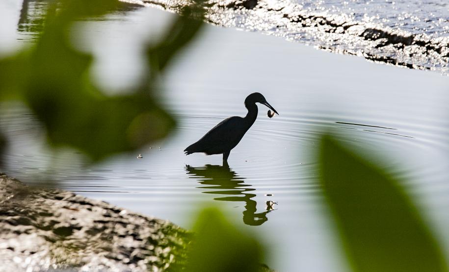 Programa de Monitoramento da Avifauna contabilizou 149 espécies no complexo estuarino. Aves funcionam como “sentinelas” para acompanhar a saúde ecológica da região