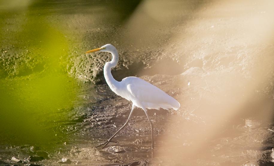 Programa de Monitoramento da Avifauna contabilizou 149 espécies no complexo estuarino. Aves funcionam como “sentinelas” para acompanhar a saúde ecológica da região