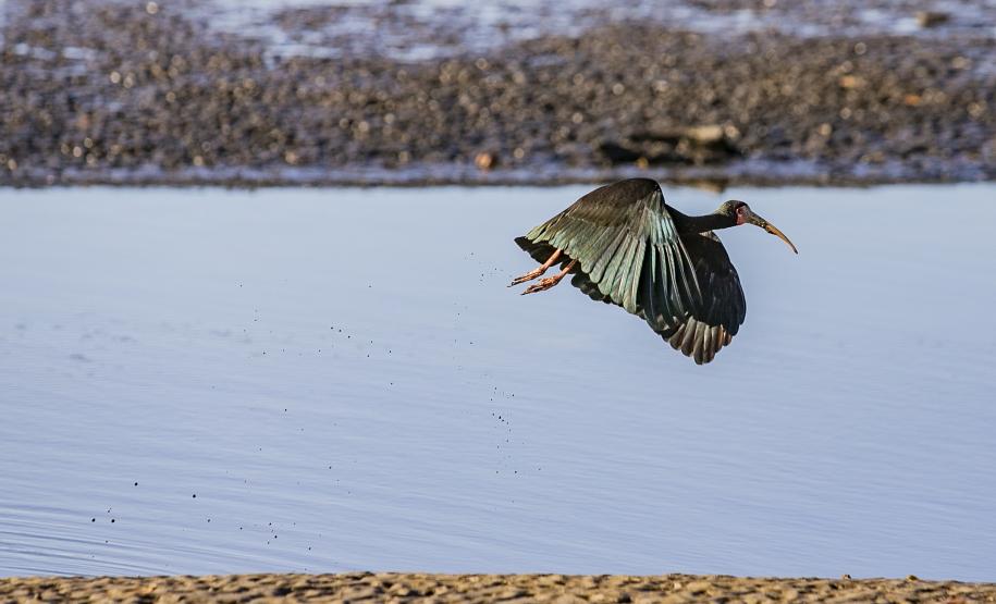 Programa de Monitoramento da Avifauna contabilizou 149 espécies no complexo estuarino. Aves funcionam como “sentinelas” para acompanhar a saúde ecológica da região