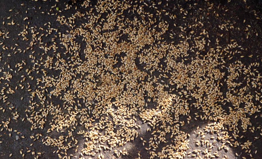 “Operação Rastro” coíbe roubo de cargas de grãos em Paranaguá “Operação Rastro” coíbe roubo de cargas de grãos em Paranaguá