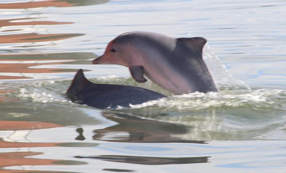 Portos do Paraná lançam programação Junho Verde no mês do meio ambiente
