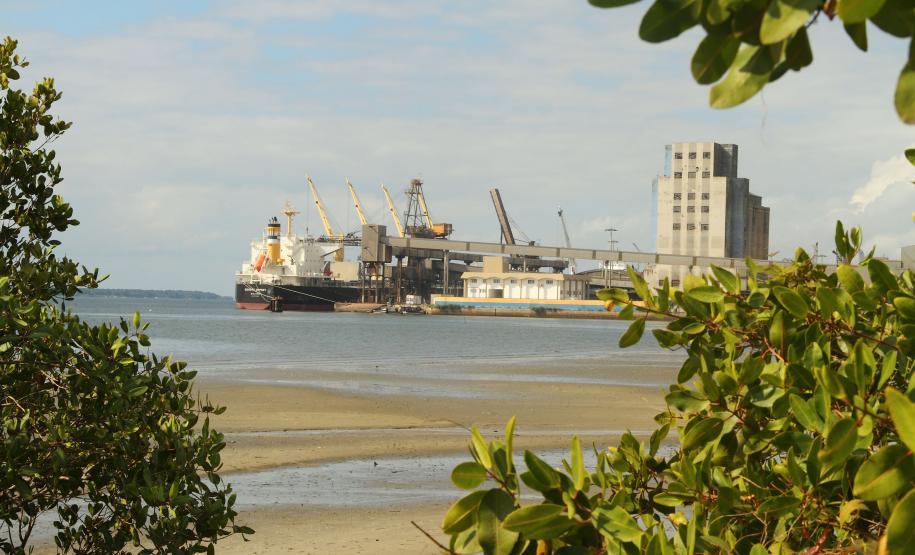 Monitoramento de aves feito pelos Portos do Paraná registra espécies ameaçadas na baía de Paranaguá
