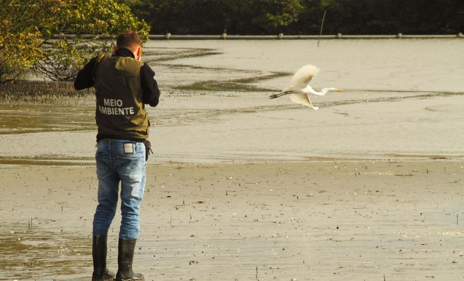 Monitoramento de aves feito pelos Portos do Paraná registra espécies ameaçadas na baía de Paranaguá