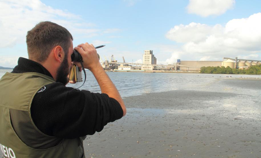 Monitoramento de aves feito pelos Portos do Paraná registra espécies ameaçadas na baía de Paranaguá