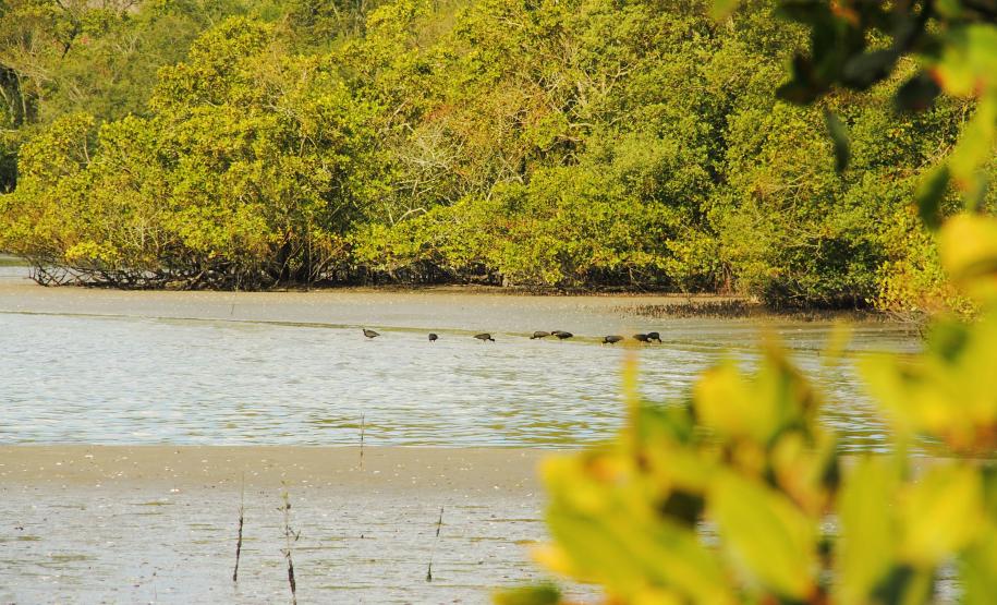 Monitoramento de aves feito pelos Portos do Paraná registra espécies ameaçadas na baía de Paranaguá