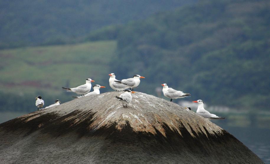 Monitoramento de aves feito pelos Portos do Paraná registra espécies ameaçadas na baía de Paranaguá