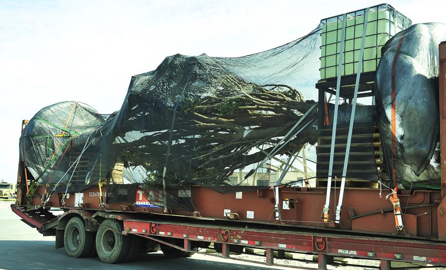 Porto de Paranaguá realiza primeira exportação de jabuticabeiras plantadas