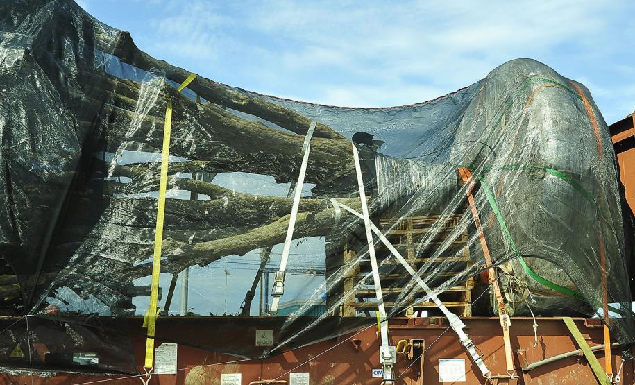 Porto de Paranaguá realiza primeira exportação de jabuticabeiras plantadas