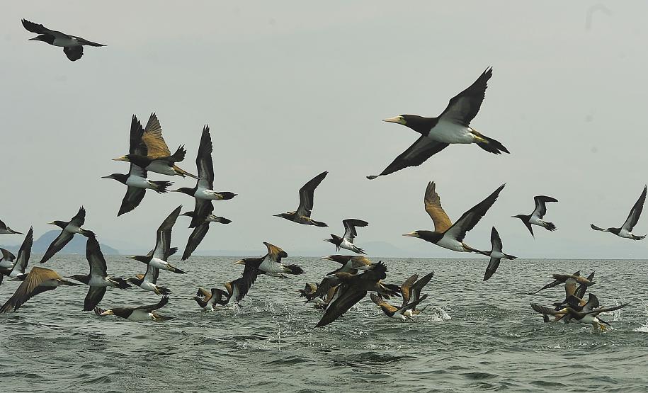 Portos do Paraná investem R$ 67 milhões em meio ambiente
