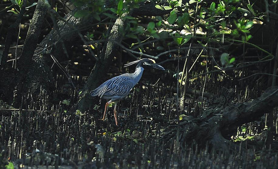 Portos do Paraná já registram mais de 15 mil animais no seu entorno
