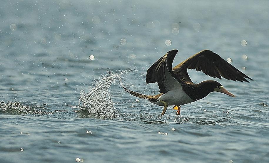 Portos do Paraná já registram mais de 15 mil animais no seu entorno